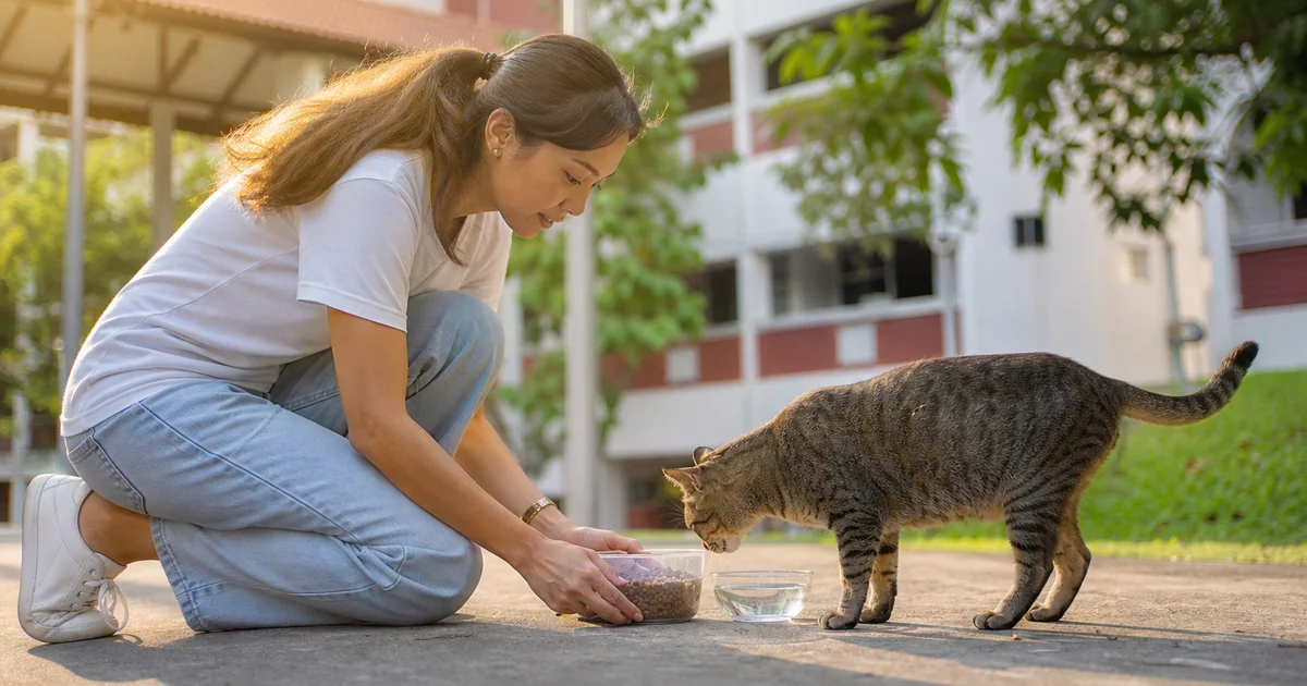 Community cat caregiver responsibly feeding a stray cat in Singapore using a container