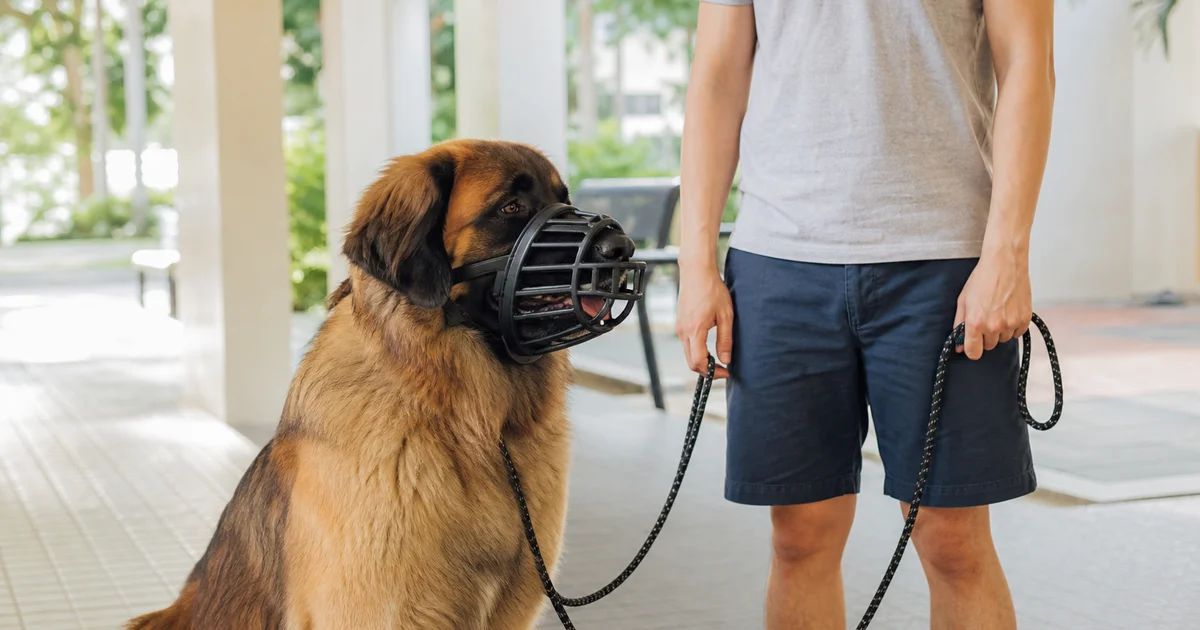 Dog wearing a basket muzzle in a public space in Singapore, illustrating AVS Specified Dog rules