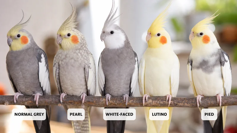 玄鳳鸚鵡常見羽色變異比較:灰色、珍珠、白臉、黃化與派特