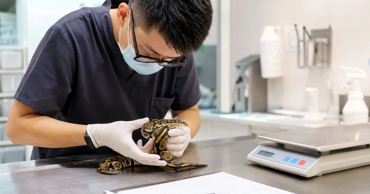 獸醫師在爬蟲專科診間為球蟒做健康檢查與看診費用評估